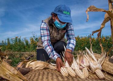 En México hay más de 19 mil agrónomas y agrónomos; Sader destaca importancia de su labor