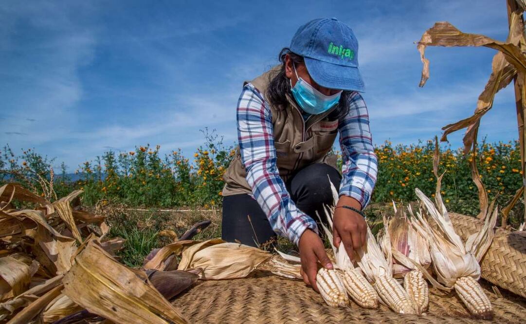 En México hay más de 19 mil agrónomas y agrónomos. Foto: Sader