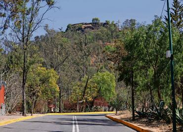 Plantarán 16 mil árboles en el Cerro de la Estrella