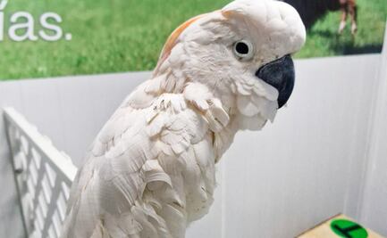 Profepa rescata a cacatúa con las alas mutiladas que iba a ser traficada; asegura también 7 mil metros cúbicos de madera ilegal