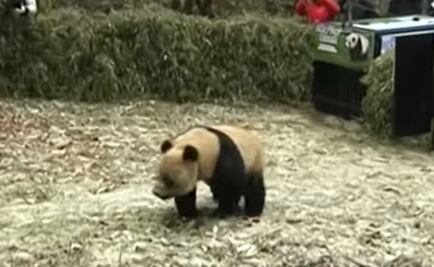 Video. Liberan a dos pandas gigantes en China