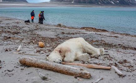 Matan a oso polar que atacó a guía de turistas en Noruega