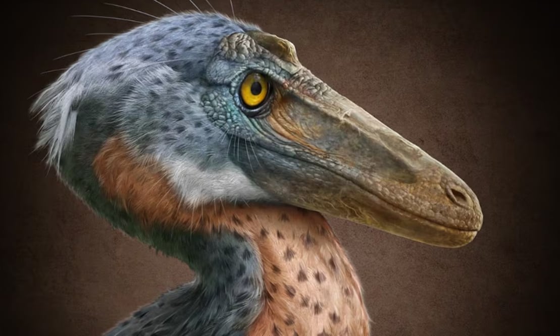 Fósil de Xenovenator espinosai.
Imagen: Especial