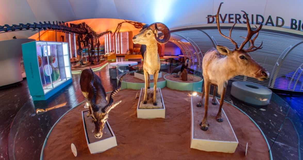 Las icónicas bóvedas del Museo de Historia Natural reciben a los visitantes en plena Segunda Sección de Chapultepec.

Foto: Museo de Historia Natural y Cultura Ambiental