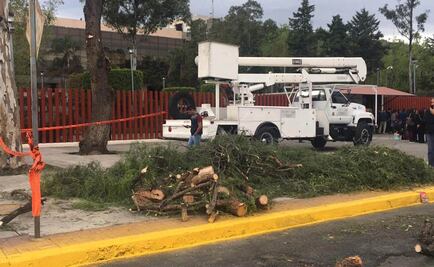 Tapan hoyos, podan árboles y pintan banquetas... "para mi compadre Obrador"