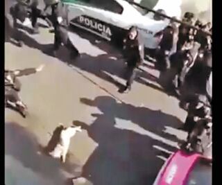 3 policías, en la mira por perro muerto