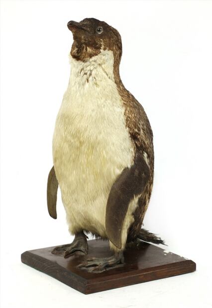 Viajero de sillón –Pingüino disecado de la Expedición Antártica del Terra Nova–