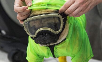Harley, el perrito terapeuta que alivia el estrés del personal médico que atiende Covid-19