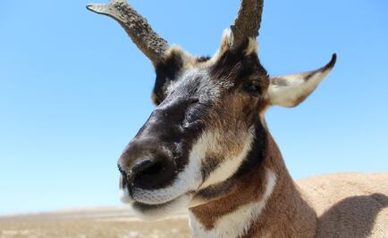 Berrendo peninsular: especie en peligro de extinción