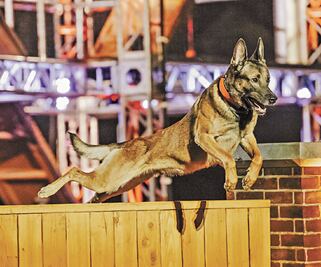 "Los perros puede hacer cosas milagrosas": Nick White