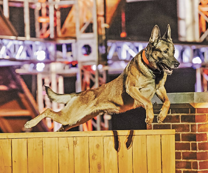 El mejor tip para entrenar a tu can es establecer un vínculo de confianza, explica Nick White. Foto: A&E