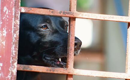 Desde hoy, se prohíbe en España la venta de perros, gatos y hurones