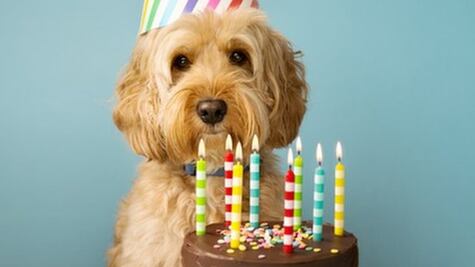 ¿Cómo calcular la "edad humana" de tu perro? La norma de los 7 años no funciona 