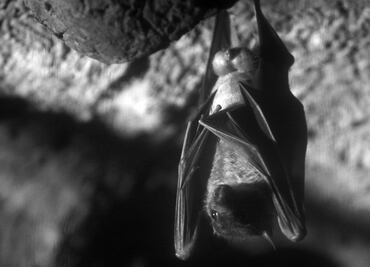 ¿Cuál es la importancia del murciélago en los ecosistemas?