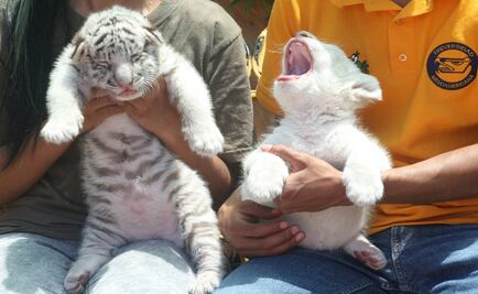 Tigresas y leonas nacidas en Puebla serán para zoológicos de AL