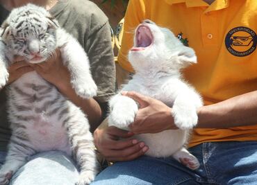 Tigresas y leonas nacidas en Puebla serán para zoológicos de AL