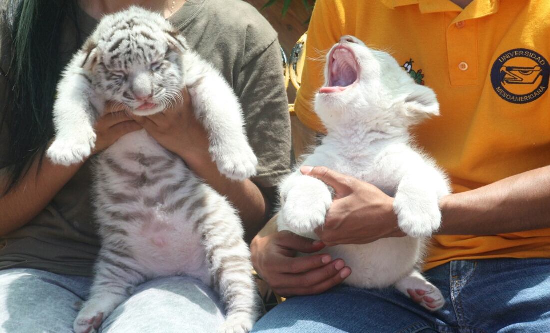 Se trata de dos tigresas y tres leonas blancas. Omar Contreras/ EL UNIVERSAL