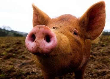 Científicos reviven durante algunas horas células y órganos de cerdos muertos