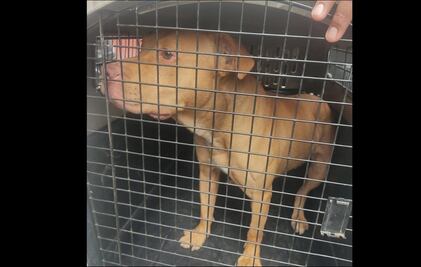 Rescatan a pitbull que era maltratado por sus dueños en la alcaldía Iztacalco