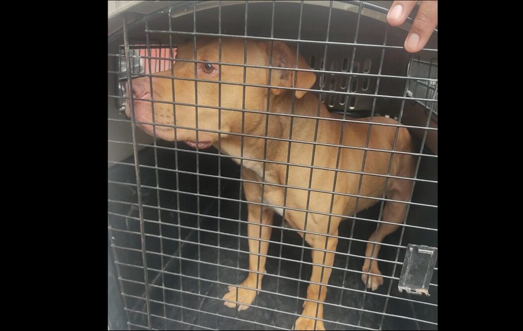 FOTO: Especial/EL UNIVERSAL/