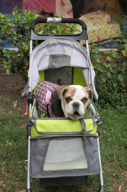 El sacerdote que bautizó a un perro y la industria de la felicidad canina