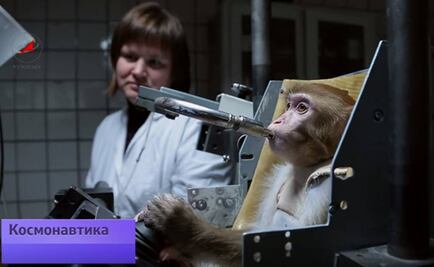 Rusia prepara monos para enviarlos a Marte