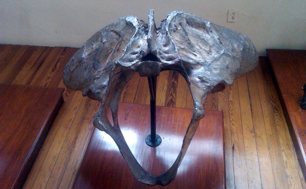 Toma de la pelvis del milodonte encontrado en la Colonia Estrella y exhibida en el Museo de Geología de la UNAM. Imagen: Sócrates Vera.