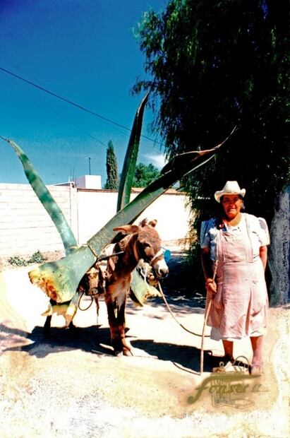 La planta de los paisajes mexicanos