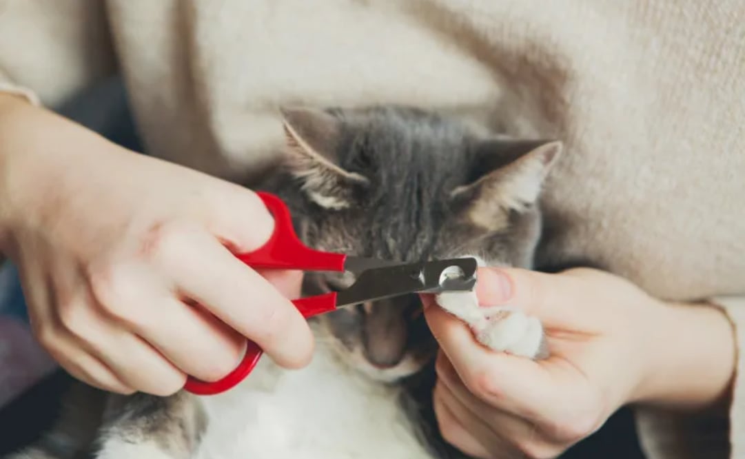 Mantener las garras con la longitud correcta no es una cuestión meramente estética, sino una necesidad biológica tanto en perros como en gatos .
}Foto: Pixabay