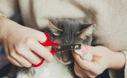 Salud animal: 5 claves para cortarle las uñas a tu mascota de forma segura