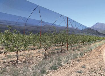 Mal tiempo afecta 3 mil hectáreas de cultivos en Arteaga