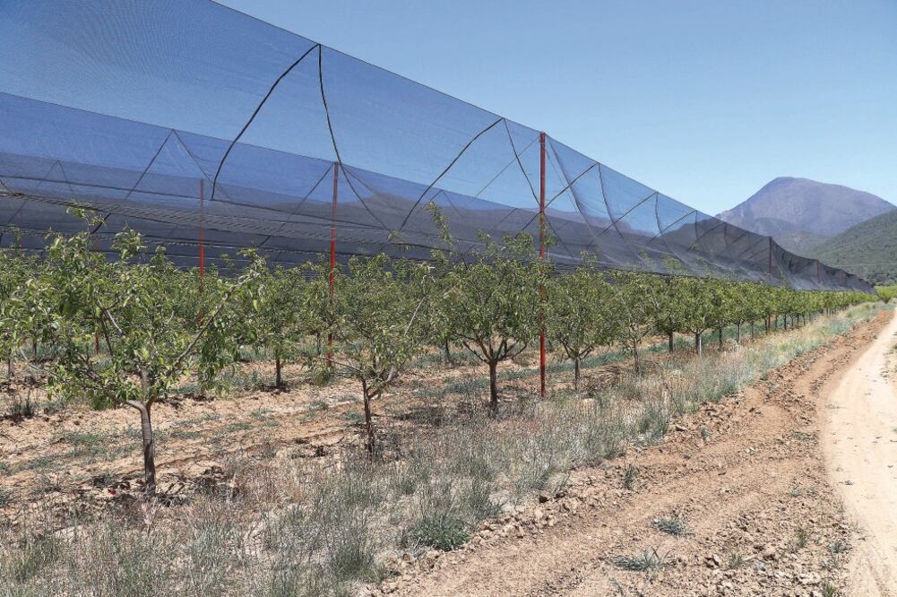 El secretario del ayuntamiento de Arteaga indicó que los cultivos estaban en fase de floración, por lo que no habrá cosecha. (CORTESÍA)