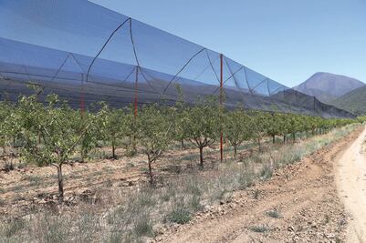 Mal tiempo afecta 3 mil hectáreas de cultivos en Arteaga