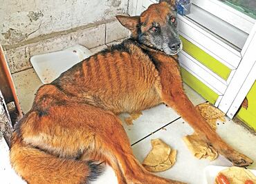 Aumenta abandono de mascotas por crisis