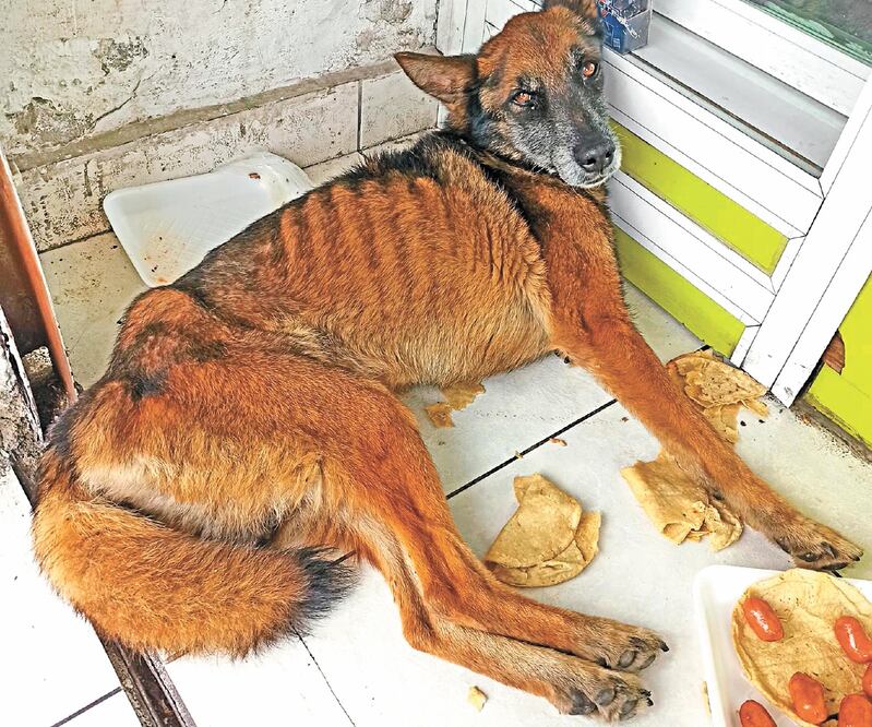 Las agresiones contra los animales también crecieron. ESPECIAL