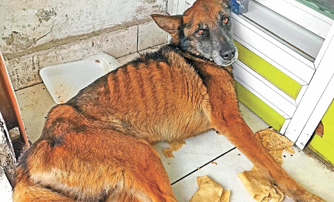 Las agresiones contra los animales también crecieron. ESPECIAL