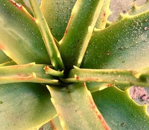 6 beneficios de la sábila en tu piel