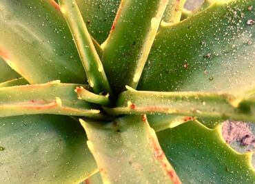 6 beneficios de la sábila en tu piel