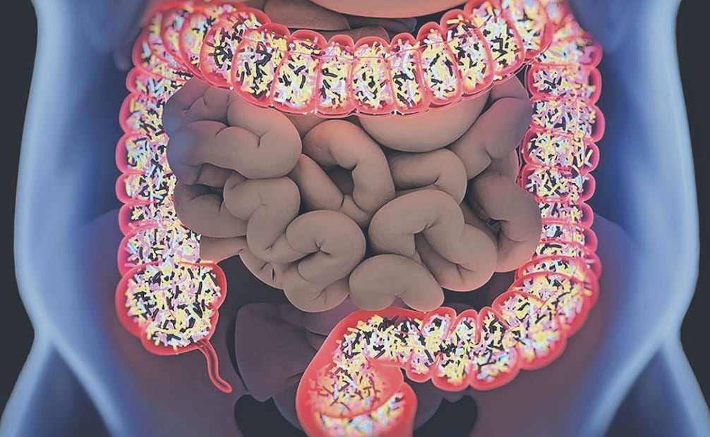 Los prebióticos alimentan a los probióticos, o sea, a las bacterias benéficas que conforman nuestra microbiota intestinal. Fotos: Especial