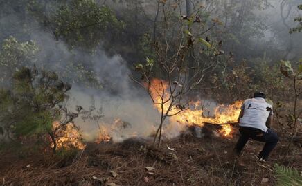 Veracruz registra 6 incendios forestales en enero del 2025; dependencia forestal asegura que fueron intencionados