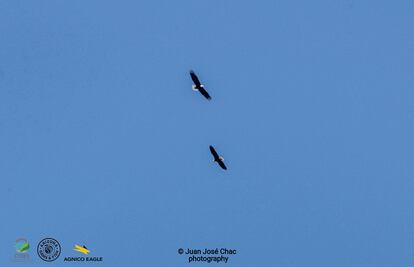 Confirman presencia de águilas calva en Sonora