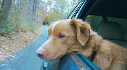 Perro de “Good Boy” recibe premio a Mejor Actuación y vence a estrellas de Hollywood