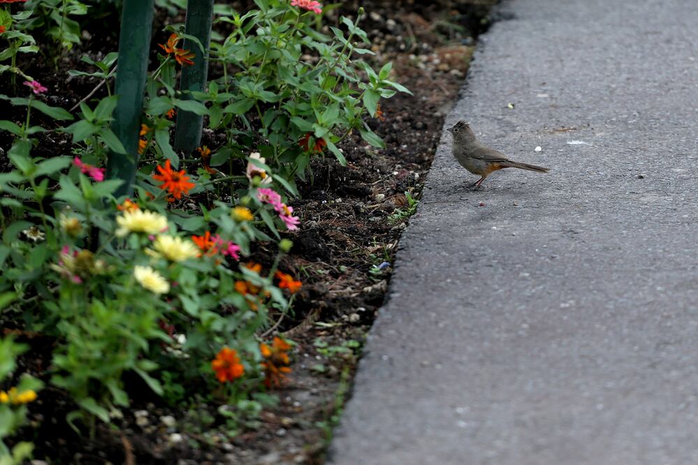 Colorful surroundings welcome local fauna in Xochitla Ecological Park, State of Mexico - Photo: Berenice Fregoso/EL UNIVERSAL