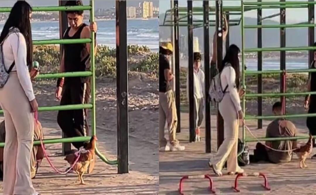 Momento en que la gallina da su paseo por el borde de la playa. Foto: TikTok; @juanpabloforni