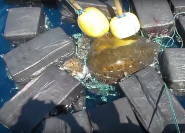 Rescatan a una tortuga marina atrapada entre 800 kilos de cocaína