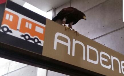 Metro responde a Calderón por águila en estación Nopalera