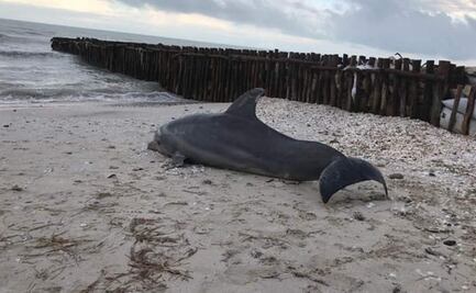 Hallan cadáver de delfín en playa de Puerto Progreso, Yucatán