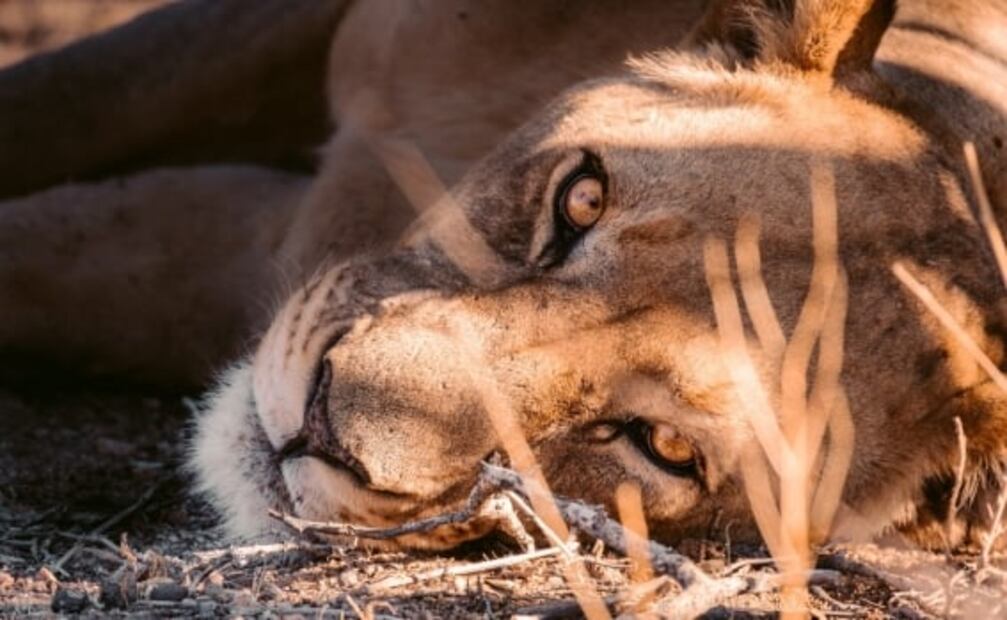 ¿Los leones están en peligro de extinción?