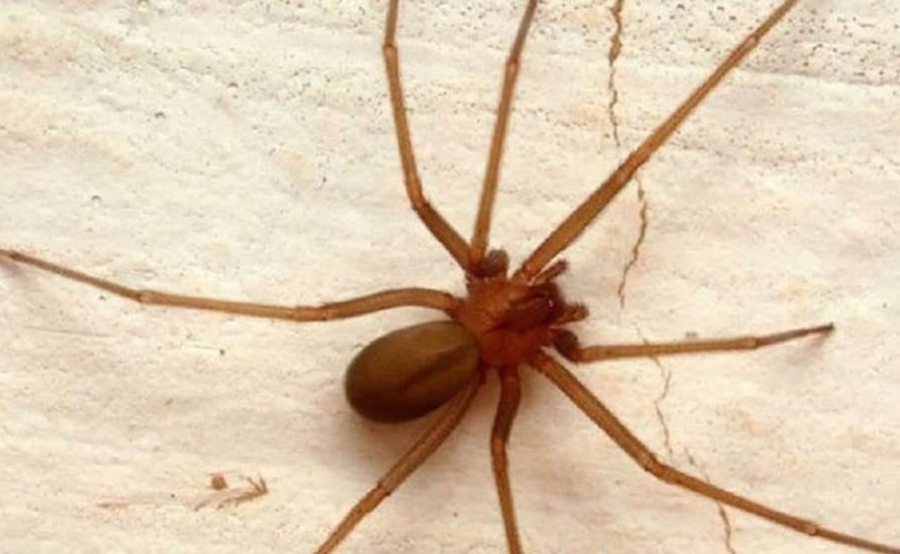 La araña violinista es una especie nocturna que se adapta a cualquier ecosistema. Foto: Archivo EL UNIVERSAL