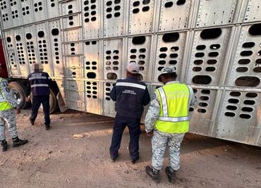 En operativo por gusano barrenador, aseguran 13 bovinos presuntamente robados en Chiapas; una persona fue detenida